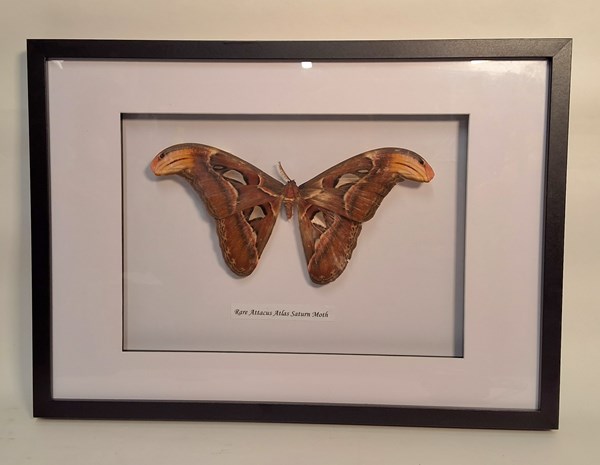 Lot 1111 - ATLAS MOTH
