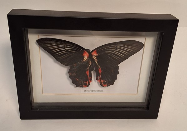 Lot 1110 - FRAMED BUTTERFLY