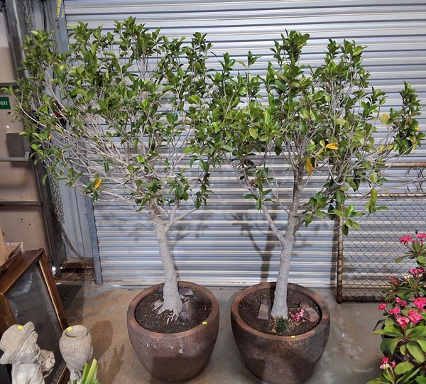 Lot 498 - FIG TREES