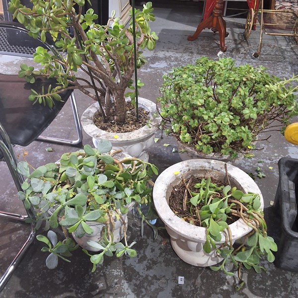 Lot 505 - SUCCULENTS