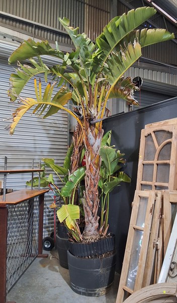 Lot 516 - GIANT BIRD OF PARADISE