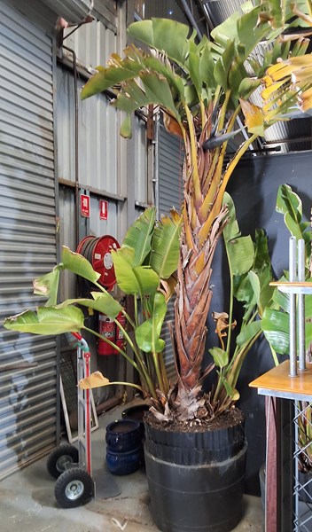 Lot 515 - GIANT BIRD OF PARADISE