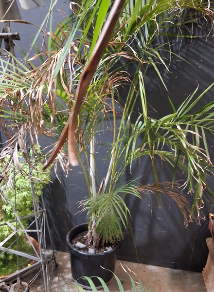 Lot 493 - POTTED PALM PLANT