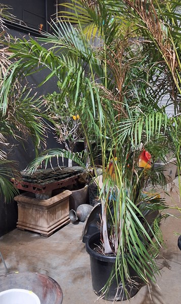 Lot 495 - POTTED PALM PLANT