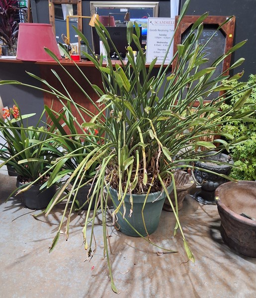 Lot 510 - POTTED PLANT