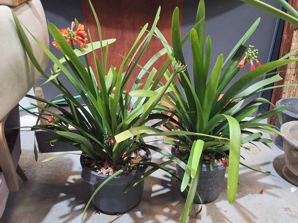 Lot 526 - POTTED CLIVIAS