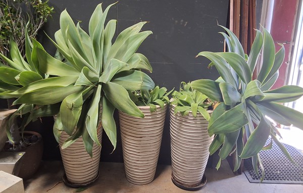 Lot 500 - POTTED SUCCULENTS