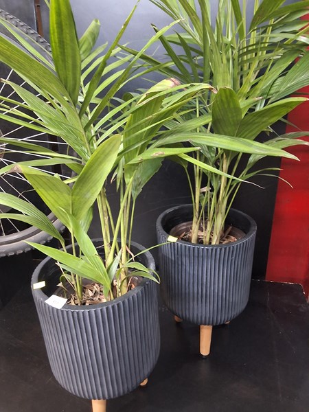 Lot 455 - PLANTS IN POTS