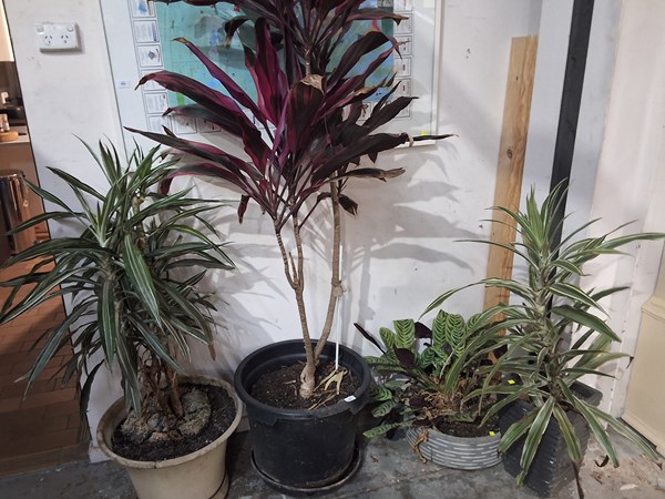 Lot 466 - PLANTS