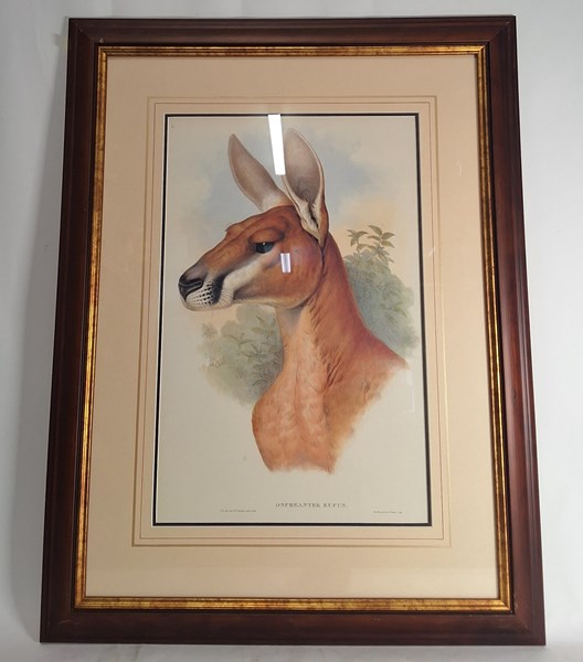 Lot 1442 - GOULD 'RED KANGAROO' PRINT