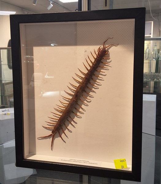 Lot 1199 - JAVANESE CENTIPEDE