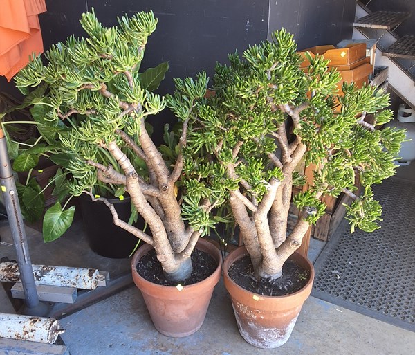 Lot 381 - POTTED JADE GOLLUMS