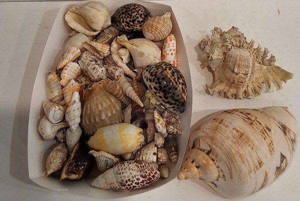 Lot 1304 - SEASHELLS