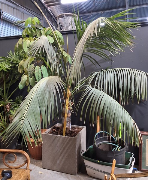 Lot 447 - POTTED PALM