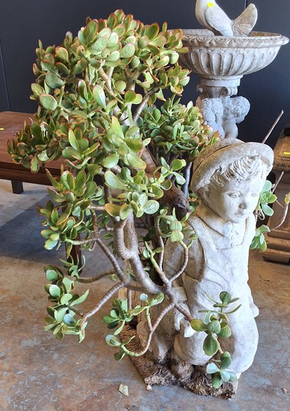 Lot 434 - POTTED JADE PLANT