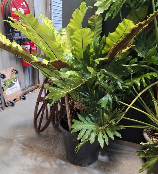 Lot 571 - BIRDSNEST FERN