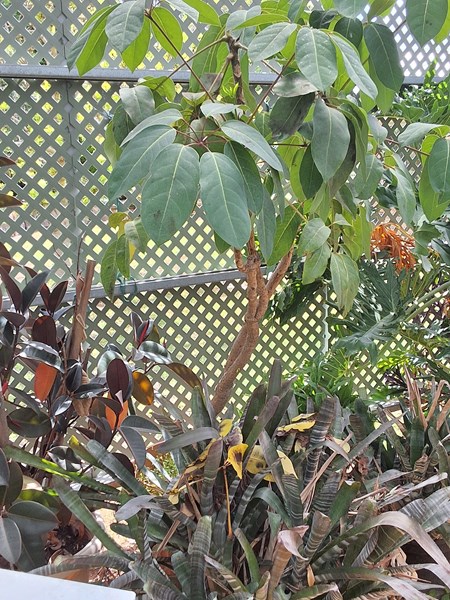 Lot 573 - UMBRELLA TREE