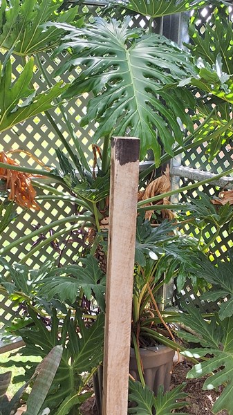 Lot 442 - PHILODENDRON