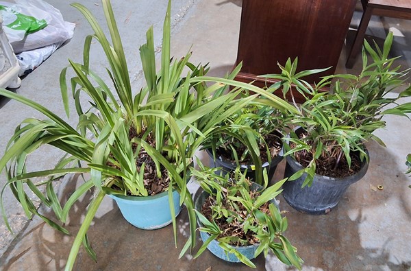 Lot 448 - POTTED PLANTS