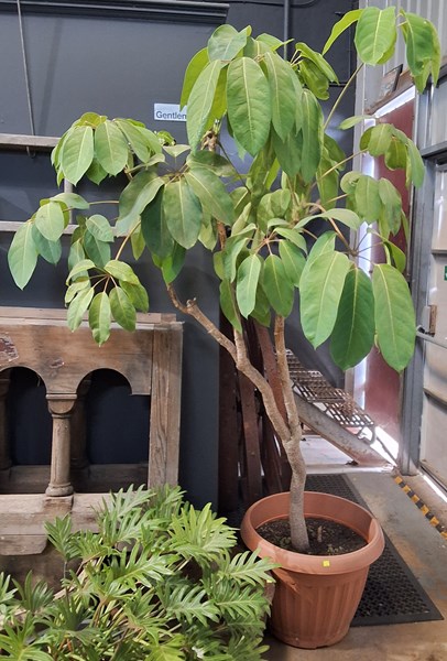 Lot 567 - UMBRELLA TREE