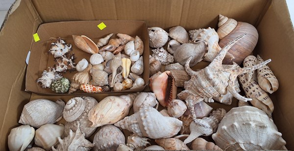 Lot 1405 - SEASHELLS
