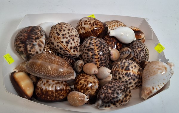 Lot 1306 - COWRIES