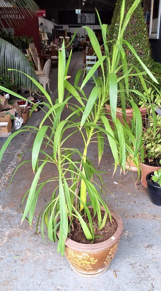 Lot 440 - CORDYLINE