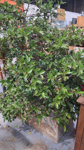 Lot 404 - POTTED PLANTER