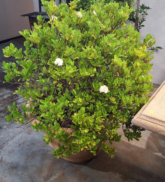 Lot 415 - POTTED GARDENIA