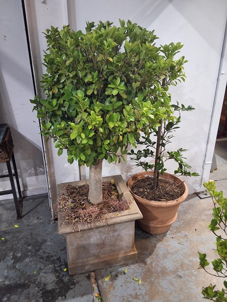 Lot 416 - POT PLANTS