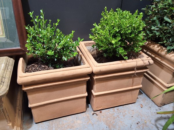 Lot 428 - POTTED PLANTS