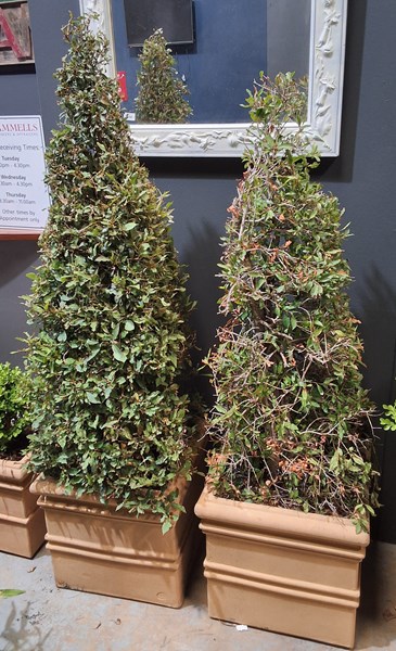 Lot 431 - POTTED PLANTS