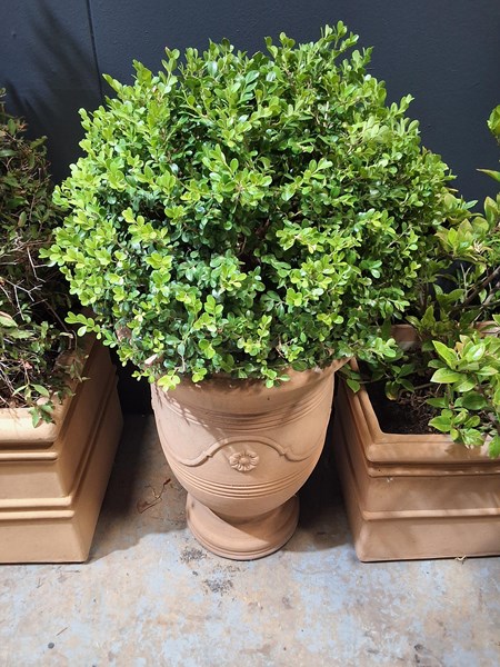 Lot 432 - BOX SHRUB