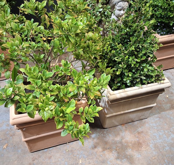 Lot 433 - POTTED PLANTS