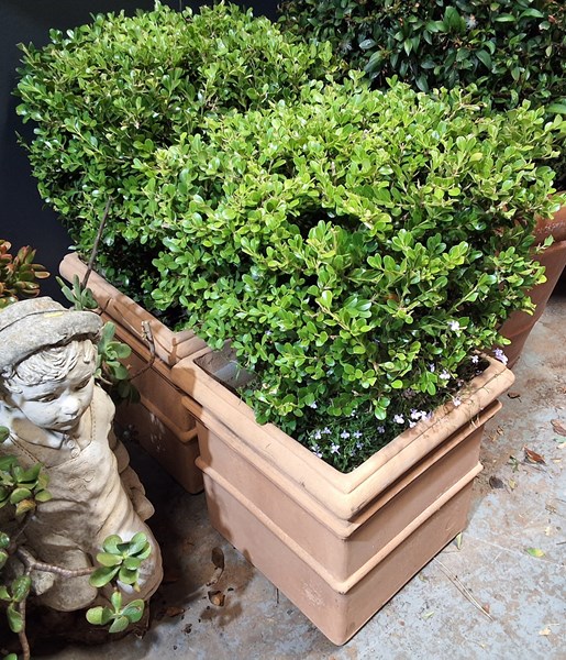 Lot 436 - POTTED PLANTS