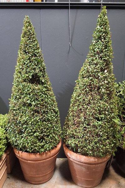 Lot 437 - LARGE TOPIARY