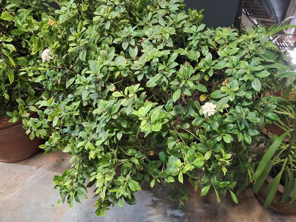 Lot 438 - POTTED PLANTS