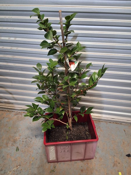 Lot 446 - CAMELLIA
