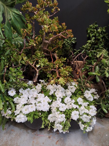 Lot 443 - POTTED PLANTS