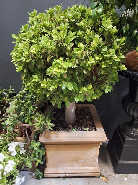 Lot 444 - POTTED FICUS