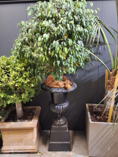 Lot 445 - CAST IRON URN AND PEDESTAL