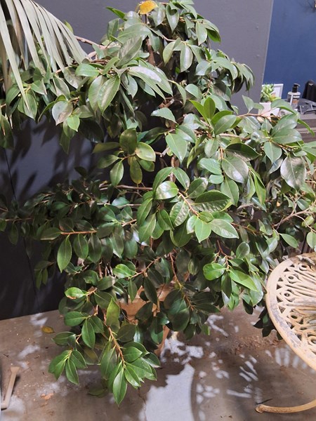 Lot 449 - POTTED FICUS