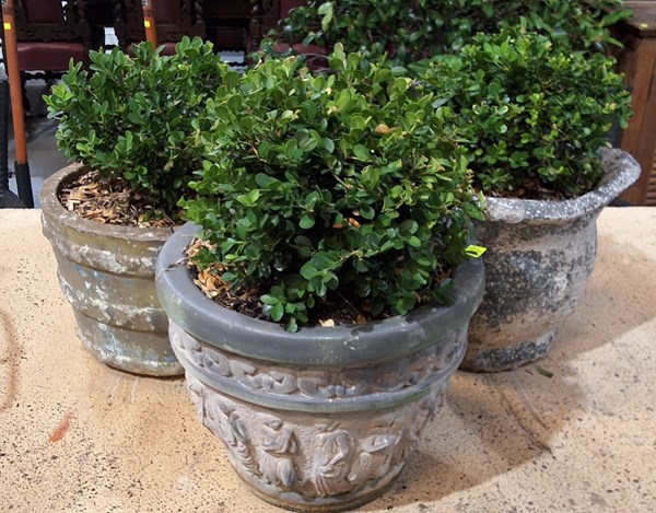 Lot 419 - POT PLANTS