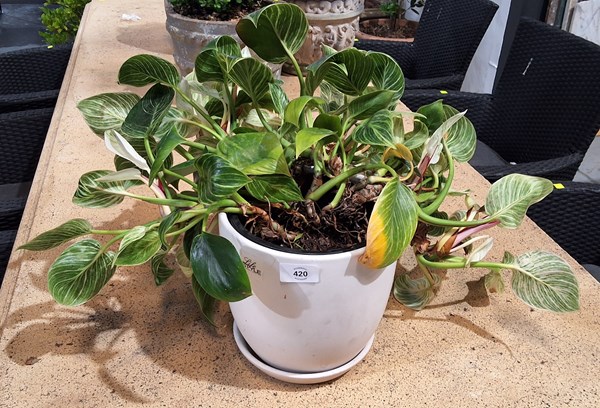 Lot 420 - POTTED PLANT