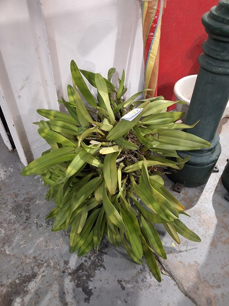 Lot 411 - ORCHID PLANT