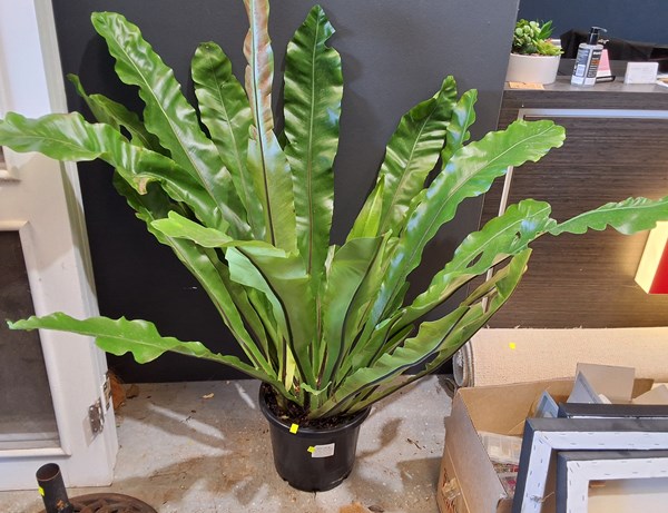 Lot 357 - BIRDS NEST FERN