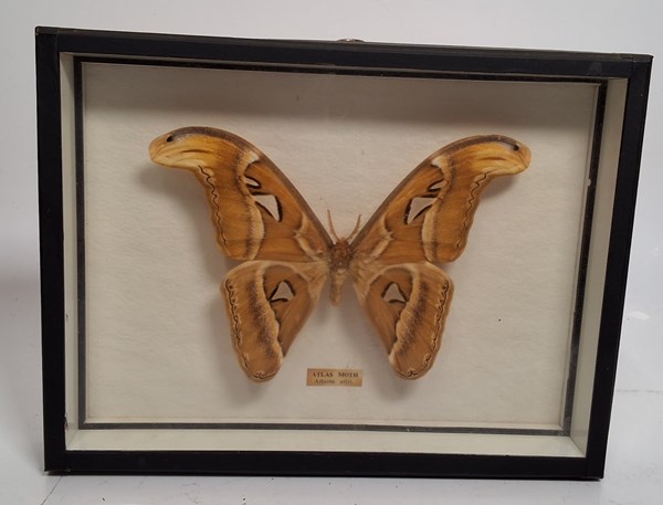Lot 1586 - ATLAS MOTH