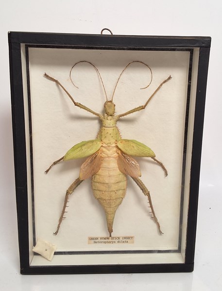 Lot 1585 - MALAYAN JUNGLE NYMPH