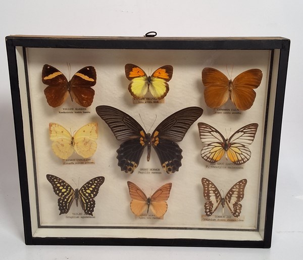 Lot 1583 - FRAMED BUTTERFLIES