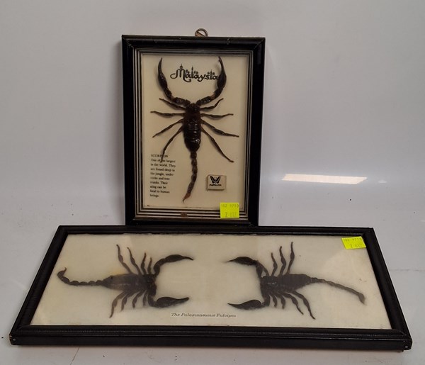 Lot 1587 - FRAMED SCORPIONS